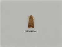 藏品(夜蛾科)的圖片